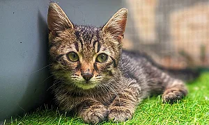 Жестокост без граници – нова серия от случаи с животни разкрива дълбок проблем