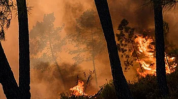 Пожарите тръгнаха рано: Какво можем да направим, за да спасим горите