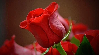 Честит празник на нашите любими, майки, сестри, баби и колежки!