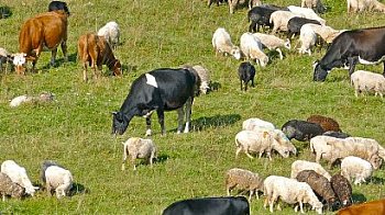 Обещания и реалност: Селско пасище от 200 дка като тест - чии интереси обслужват политиците?