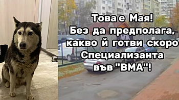 Мая и етичният дефицит: Защо отношението към животните казва всичко за обществото