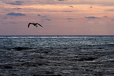 Кораб или брегови източник? Разследват нефтено петно между втора и трета буна във Варна