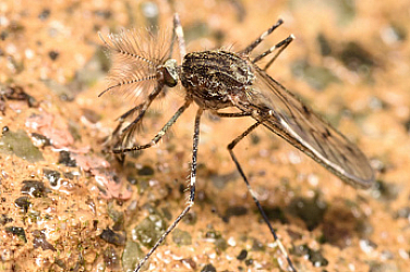 За първи път откриха комари в Исландия