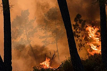 Пожарите тръгнаха рано: Какво можем да направим, за да спасим горите