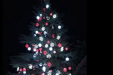 В Димитровград грейна най-голямото живо коледно дърво в Европа