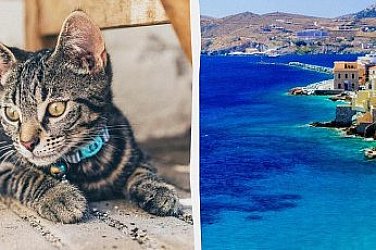 Гръцки остров предлага безплатно жилище в замяна на грижи за котки