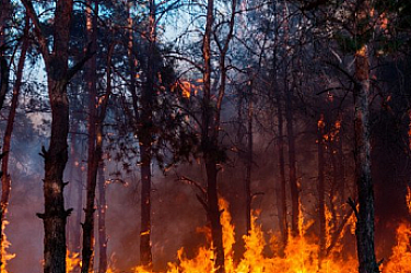 Гората.бг дарява 500 хиляди дръвчета за възстановяване на изгорелите гори