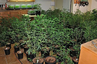 Над 250 корена марихуана е отглеждал мъж в дома си