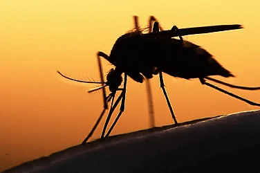 Първи случай на треска чикунгуня в България – заразен от Сейшелите