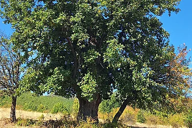 Клони на 250 г.: Четири вековни дървета получиха защитен статут