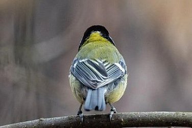 Облачна събота, температури 7-12 градуса