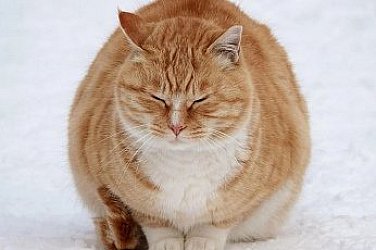 Мразовит понеделник, минусови температури