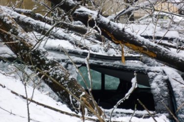 Назначиха проверка на парк „Витоша“ след инцидента със загинала жена