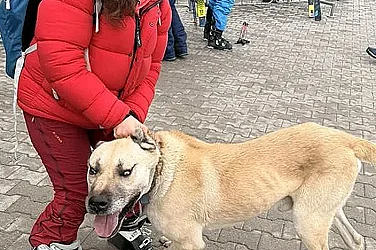 Куче рецидивист напада и хапе туристи край лифта в Банско