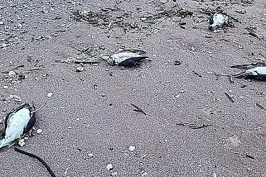 9 делфина и над 300 буревестници са открити мъртви на Северното Черноморие