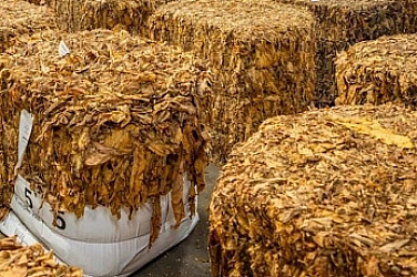 Тон насипен тютюн откриха румънски граничари в български микробус