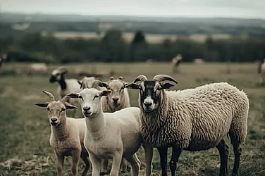 БАБХ с масови проверки по южната граница заради шап в Кипър и шарка в Гърция