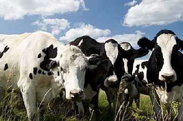 БАБХ предупреждава за риск от шап у нас заради пътуванията в региона