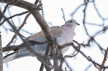 Температури 2-3 градуса, иде сняг