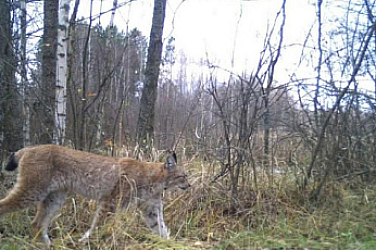 Опасен хищник, евразийски рис,  е забелязан край Чернобил