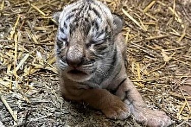 За първи път в зоопарка в Стара Загора се роди бебе бенгалски тигър