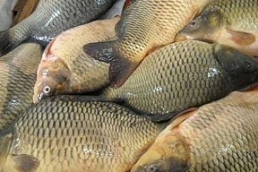 Прецедент: Бракониер на риба ще лежи ефективно в затвора