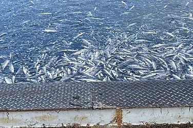 Масова смърт на риба в рибовъдно стопанство край Карлово