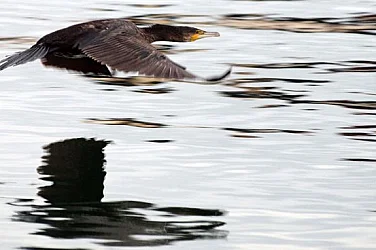 Над 100 мъртви птици и два делфина открити край Шабла, няма следи от инфлуенца