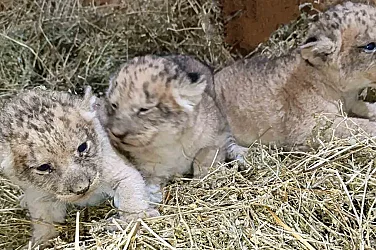 Трите лъвчета от зоопарка в Стара Загора вече имат имена