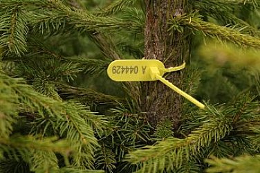 Не подценявайте истинската елха: Екологични ползи и въглероден отпечатък