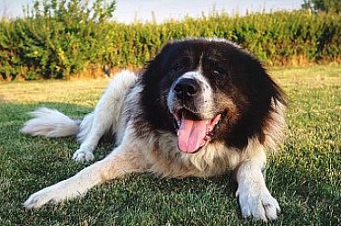 Разхождаме кучетата си само на каишка – иначе глоба