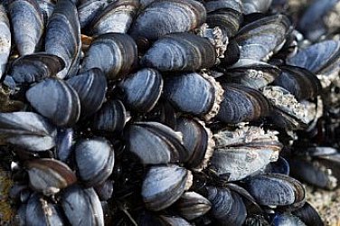 Зимен деликатес от морето – черноморските миди