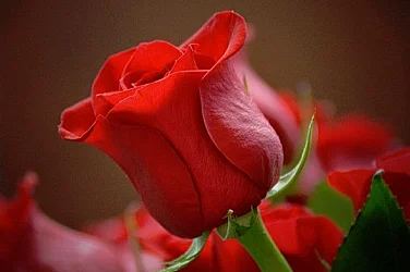 Честит празник на нашите любими, майки, сестри, баби и колежки!