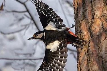 Мразовита сряда, мокър сняг в части от България