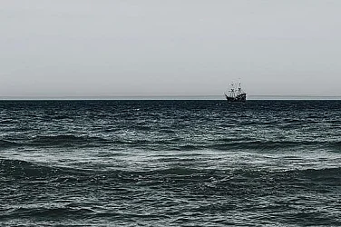 Ужасяваща сцена с мъртви морски бозайници на брега край Одеса