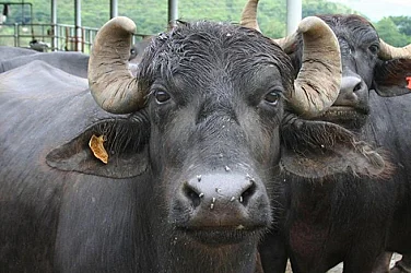 24 човека са под медицинско наблюдение заради случая с антракс във ферма за биволи