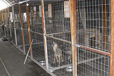 Куриоз в Благоевград: Мъж нахлу в приют за животни и открадна собственото си куче