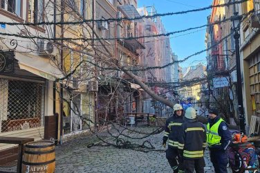 Вятър до 100 км/ч парализира Пловдив: Паднали дървета и щети по автомобили