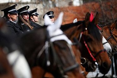 СДВР продава пенсионирани коне на търг, в Европа за тях се търсят спокойни старини