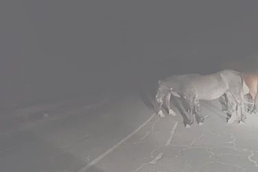 Подивели коне блокират пътя Троян – Кърнаре