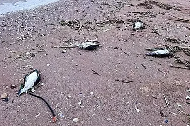 Удавяне е причината за смъртта на множеството делфини и буревестници край Шабла