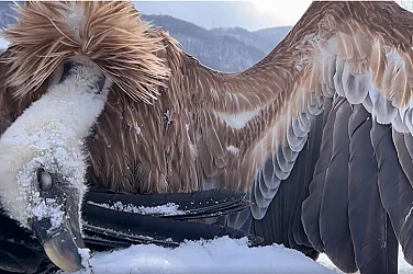 Небето оплаква карталите: Историята на загиналите застрашени лешояди край Котел