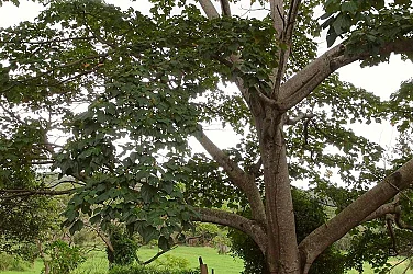 Китайски учени са създали материал, който преобразува светлината в електричество