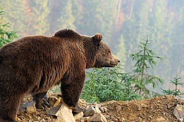 Мечки влизат в дворове на къщи, експерти предупреждават за липса на храна в Балкана
