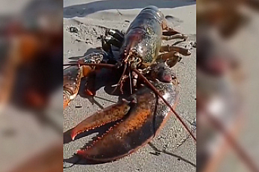 Омар над килограм уловен край Несебър, учените търсят обяснение