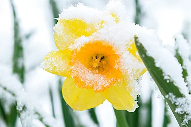 "Щъркелов сняг" затрупа цъфнали дръвчета