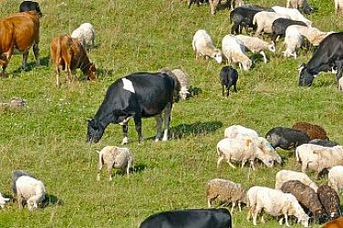 Обещания и реалност: Селско пасище от 200 дка като тест - чии интереси обслужват политиците?