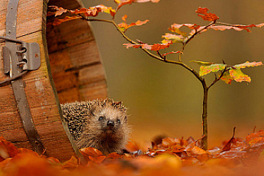 Златна есен в края на октомври: Топло, тихо и почти лятно време