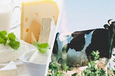 Млечeн апокалипсис: Климатичните промени заплашват някои популярни сирена