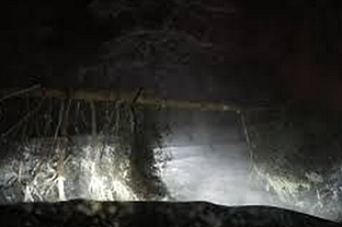 Буря на Витоша, паднало дърво уби майка на две деца